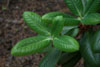 exasperasum leaves